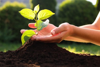 Photo of Woman taking care of beautiful green seedling in soil outdoors, closeup. Planting tree