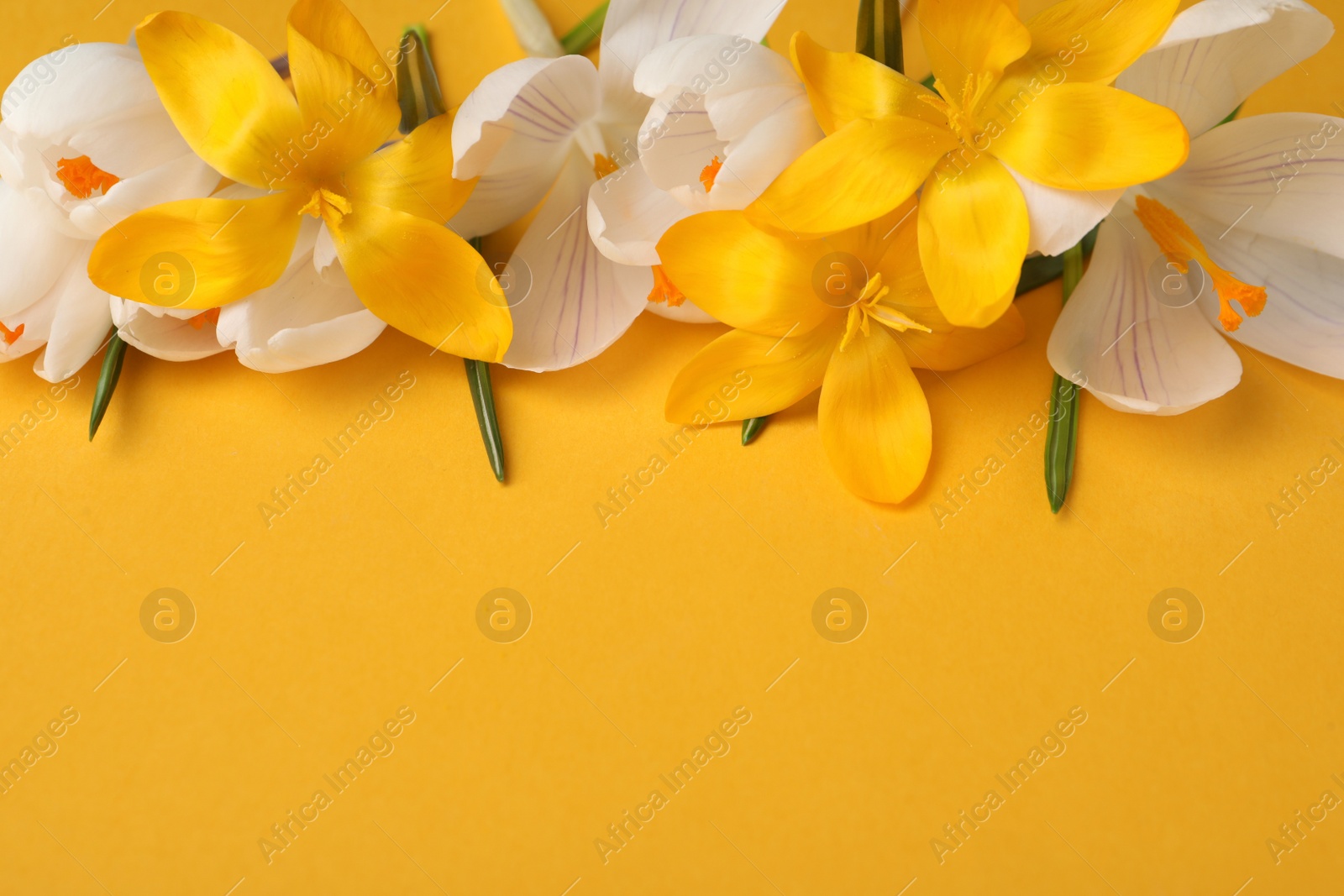 Photo of Beautiful crocus flowers on yellow background, closeup. Space for text