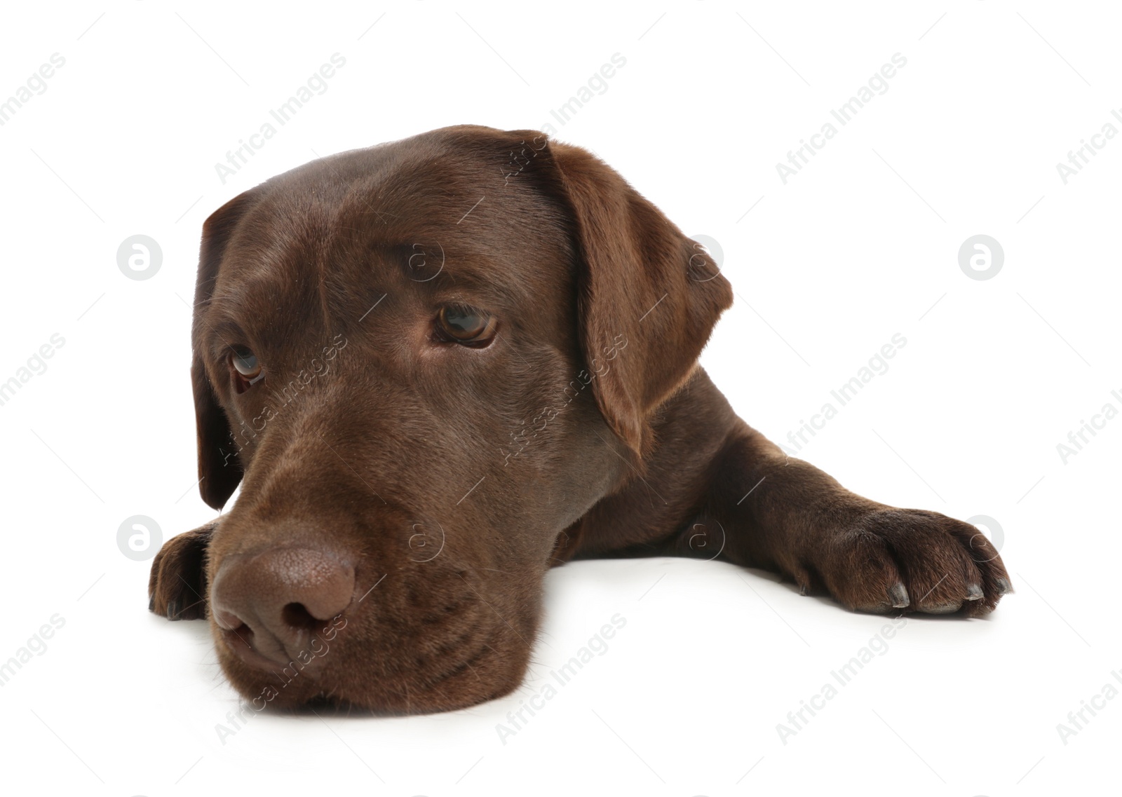 Photo of Chocolate labrador retriever lying on white background