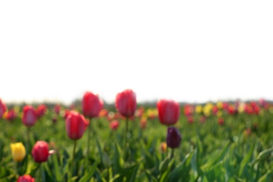 Blurred view of field with fresh beautiful spring flowers on sunny day