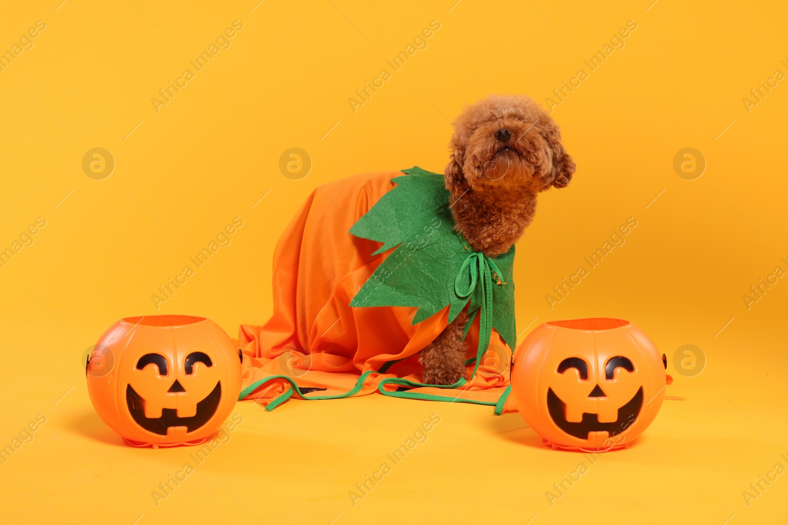 Photo of Happy Halloween. Cute Maltipoo dog dressed in costume and pumpkin treat buckets on orange background