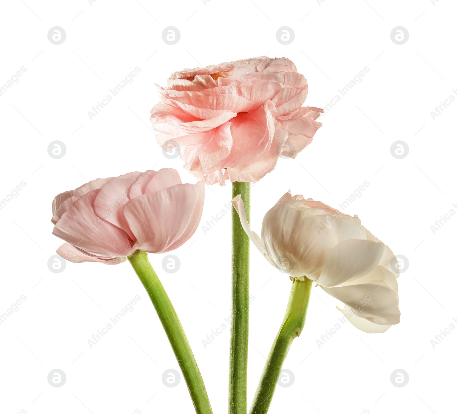 Photo of Beautiful ranunculus flowers on white background