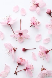 Photo of Beautiful spring tree blossoms and petals on white background, flat lay