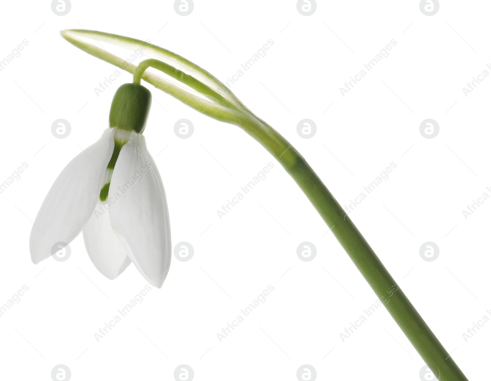 Photo of Beautiful snowdrop isolated on white. Spring flower