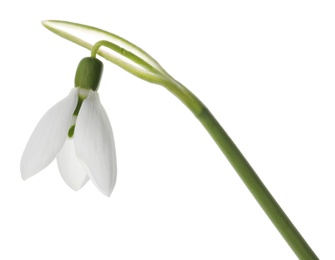 Photo of Beautiful snowdrop isolated on white. Spring flower