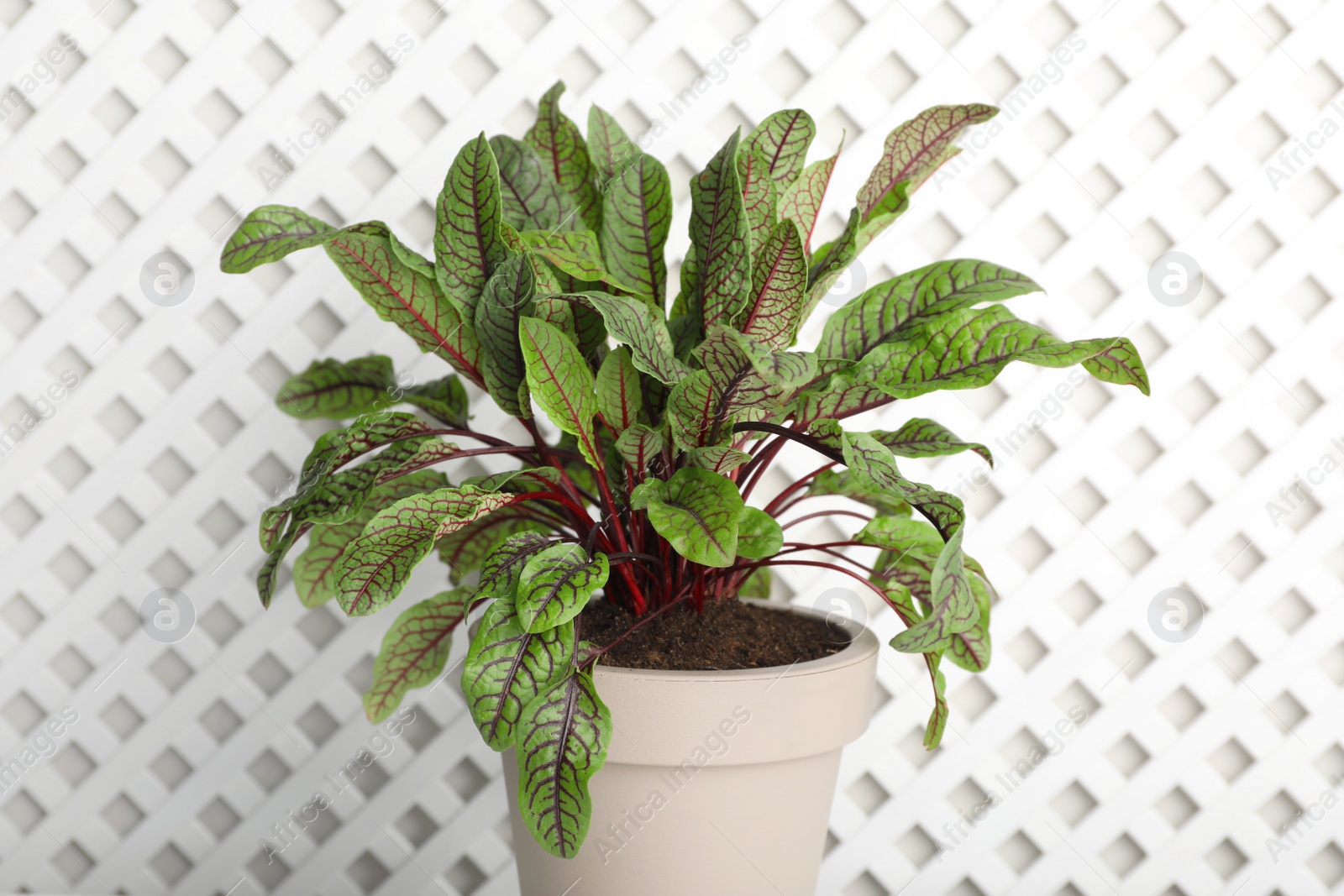 Photo of Potted sorrel plant on white background, closeup