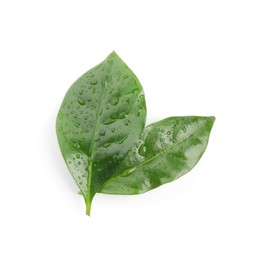 Photo of Leaves of coffee plant with water drops on white background, top view