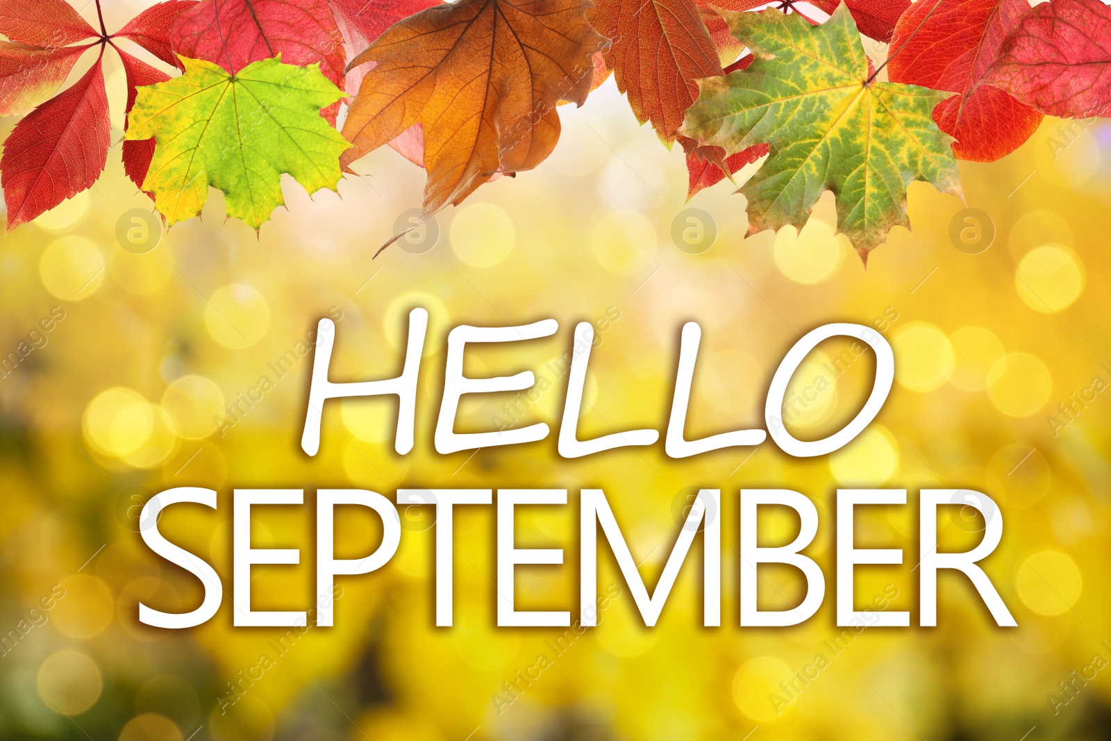 Image of Text Hello September and autumn leaves on blurred background, bokeh effect