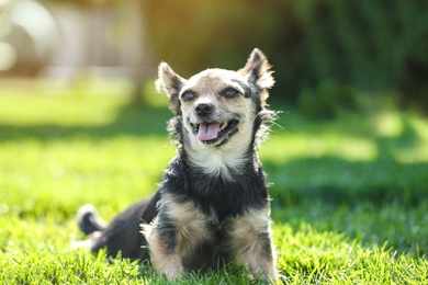 Photo of Cute little dog in park on sunny day