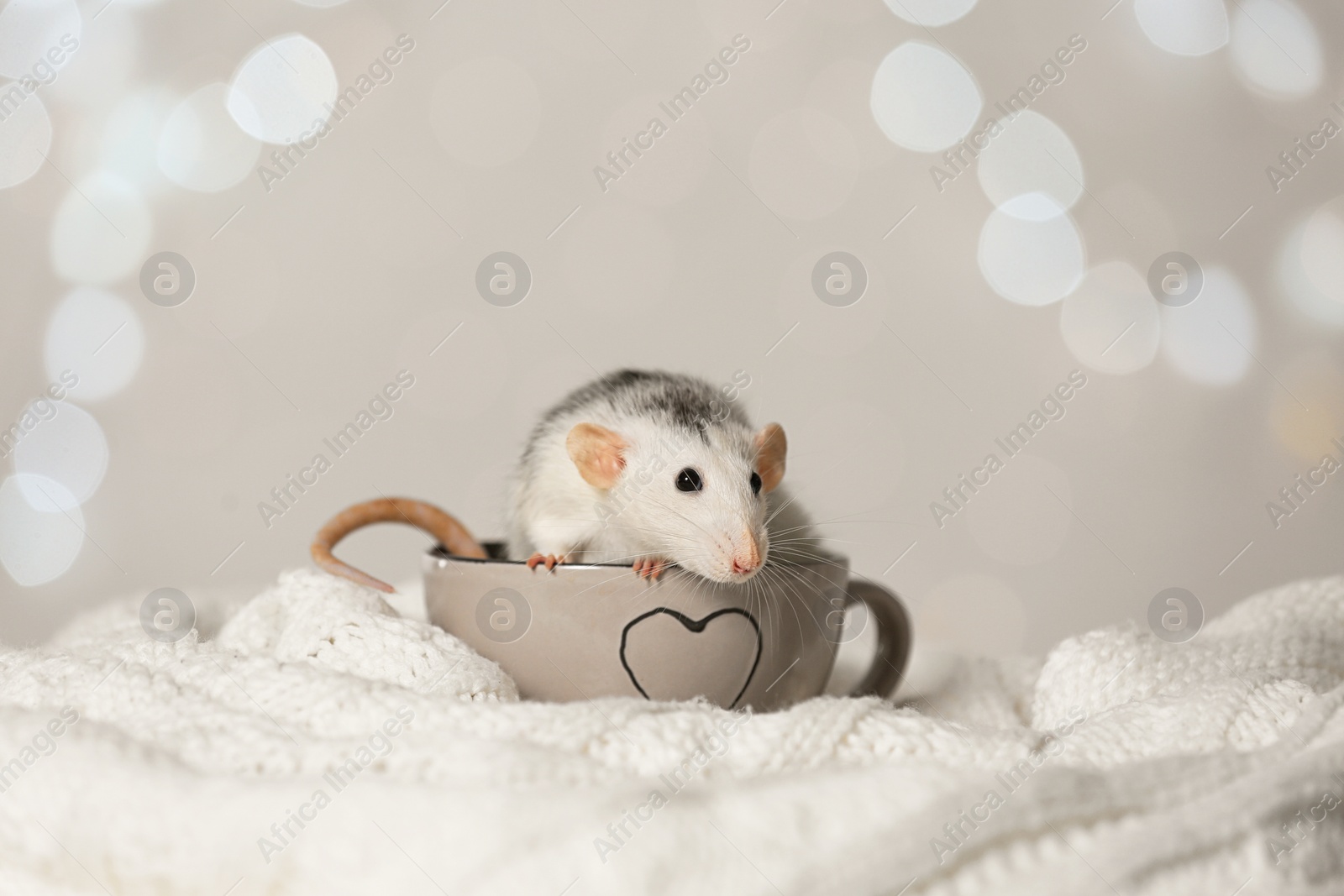 Photo of Cute little rat in cup on knitted blanket against blurred lights. Chinese New Year symbol