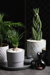Beautiful Sansevieria, Nolina and Chamaedorea in pots with decor on grey table. Different house plants