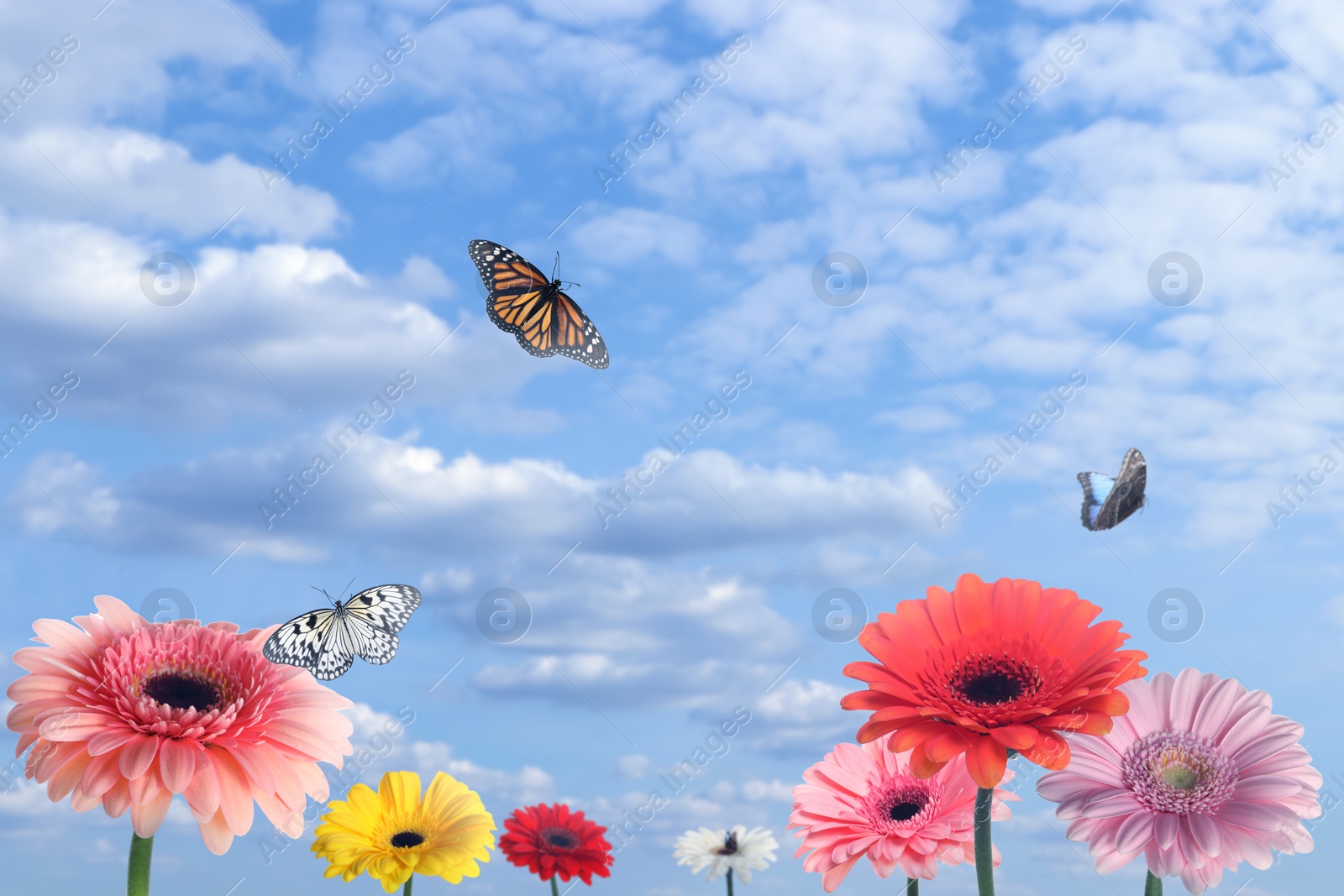 Image of Many colorful gerbera flowers and butterflies under cloudy sky