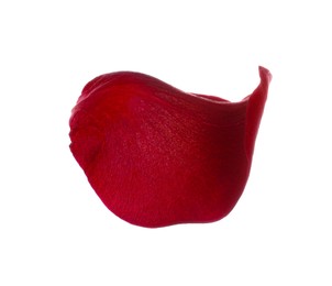 Photo of Red rose flower petal on white background