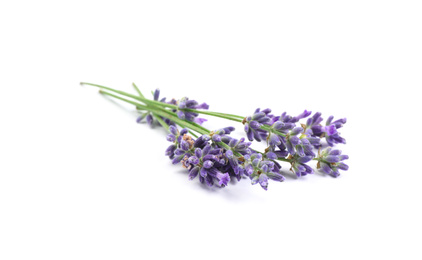 Photo of Beautiful blooming lavender flowers on white background