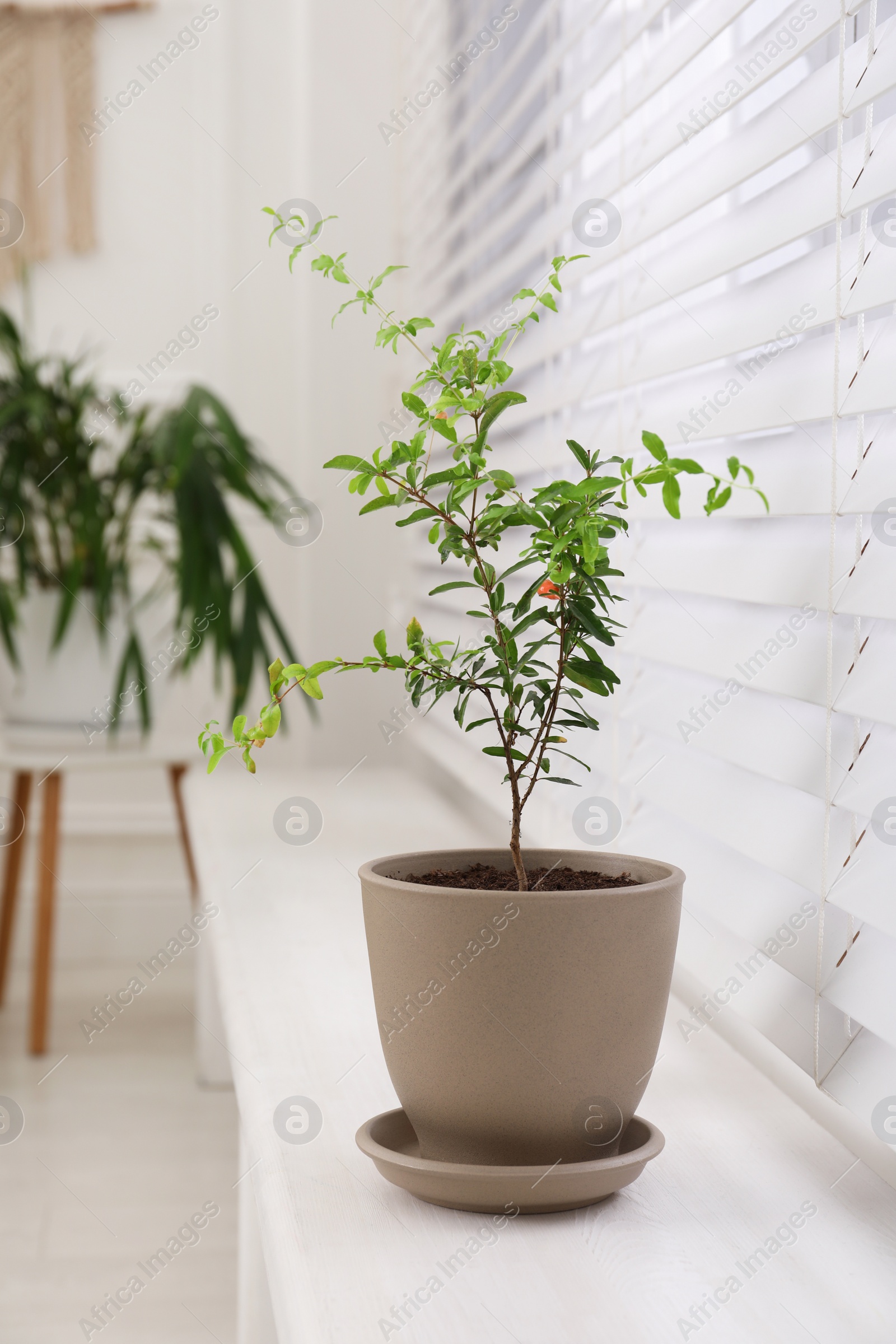 Photo of Young potted pomegranate tree on window sill indoors