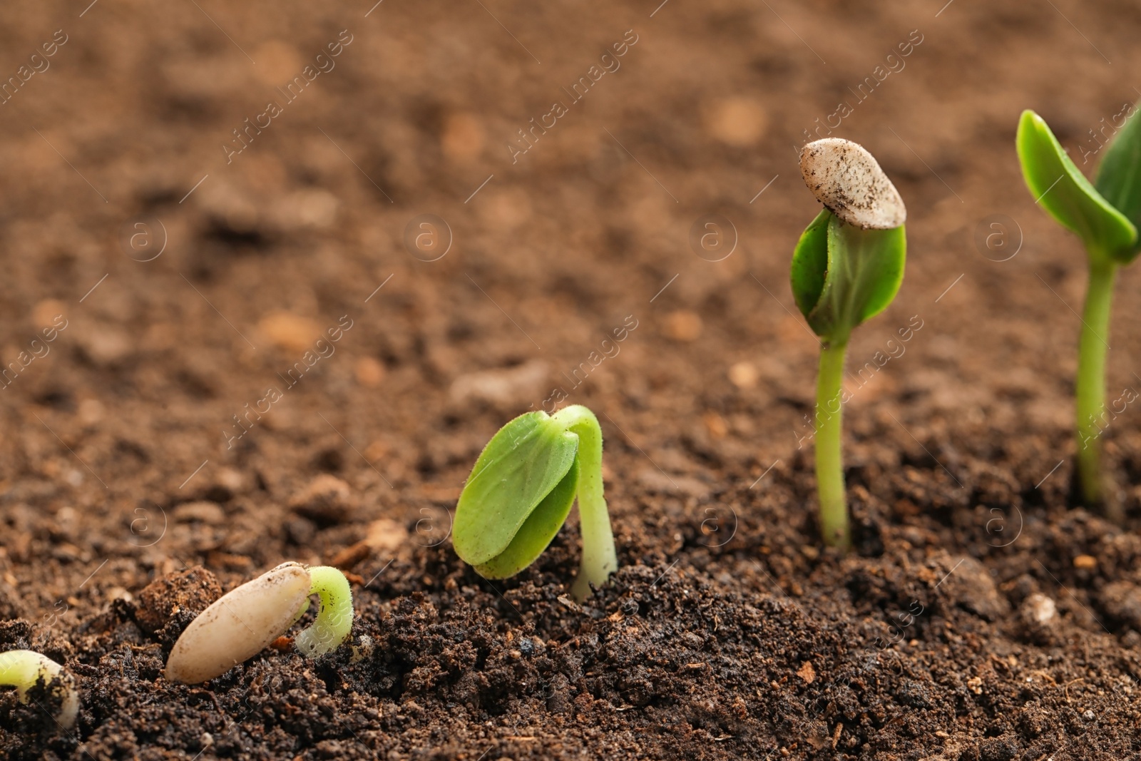 Photo of Little green seedlings growing in fertile soil