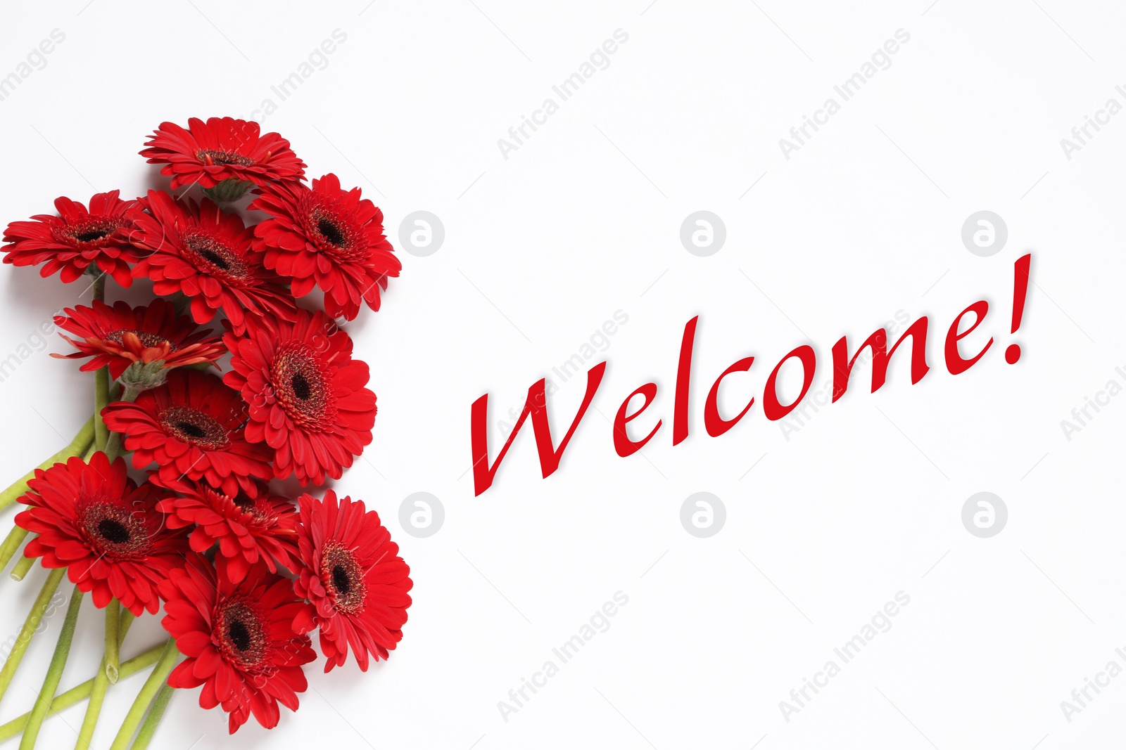Image of Welcome card. Beautiful red gerbera flowers and word on white background, top view