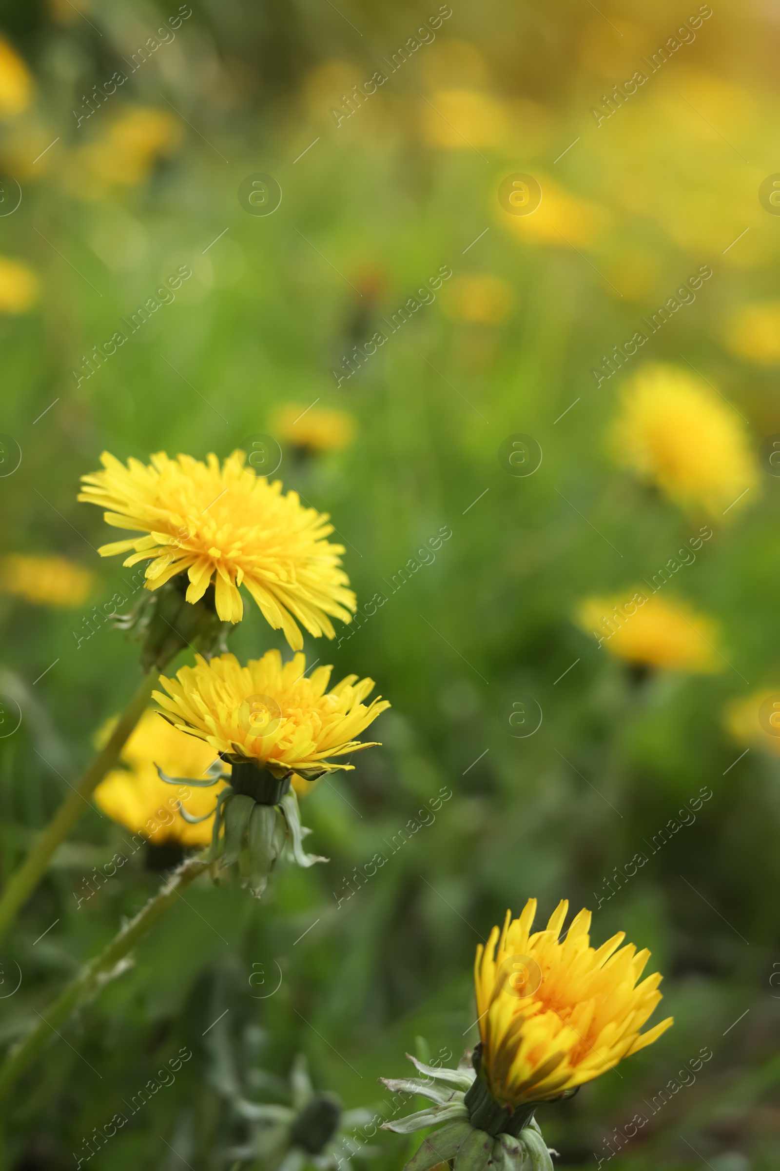 Photo of Beautiful bright yellow dandelions growing outdoors, closeup