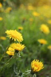 Photo of Beautiful bright yellow dandelions growing outdoors, closeup