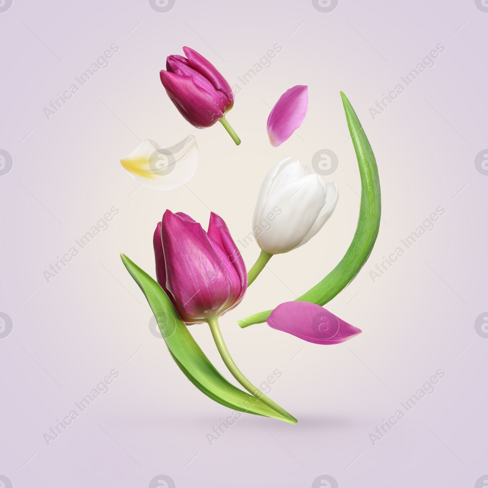 Image of Beautiful spring tulips flying on light background