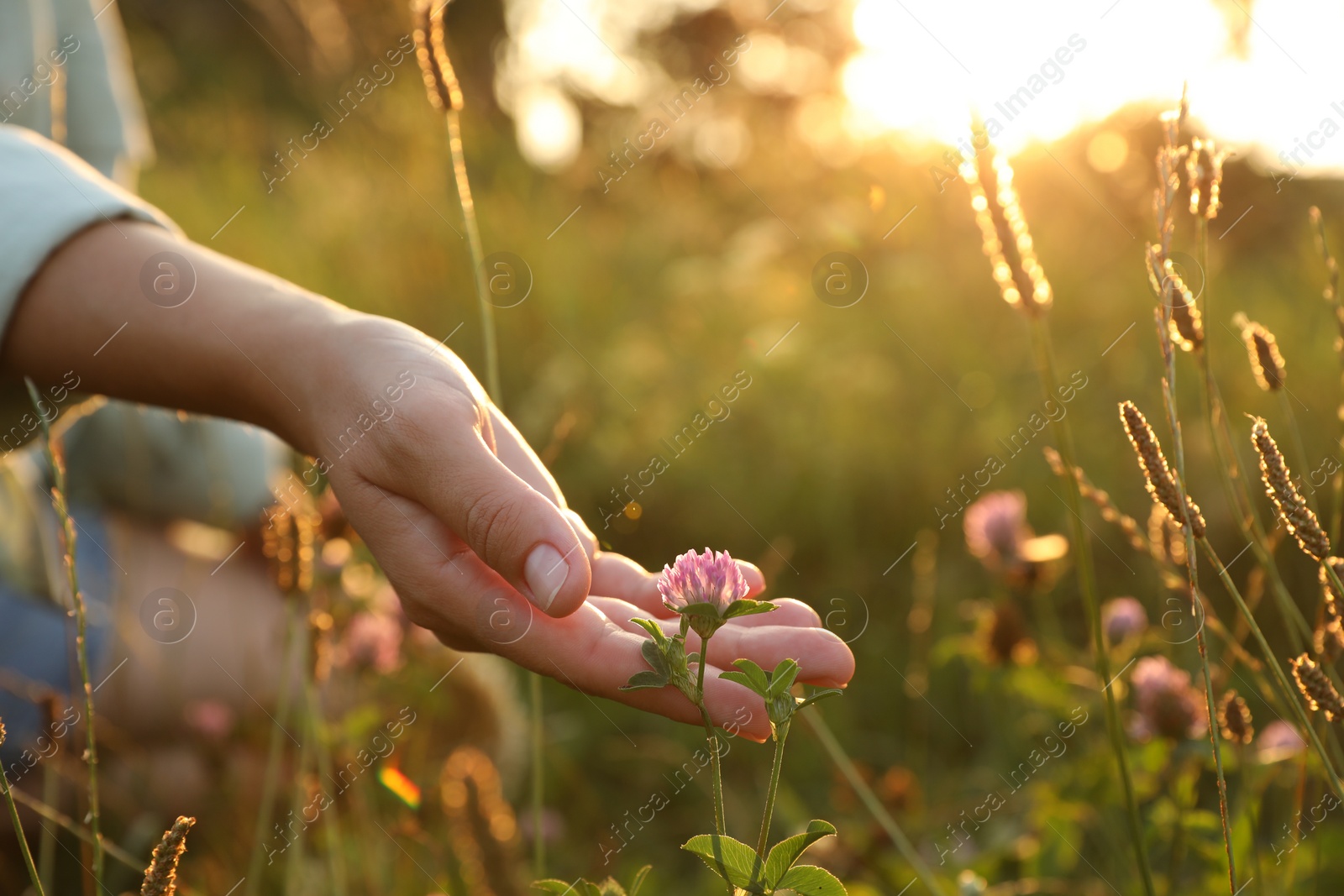 Photo of Woman walking through meadow and touching beautiful clover flower at sunset, closeup. Space for text