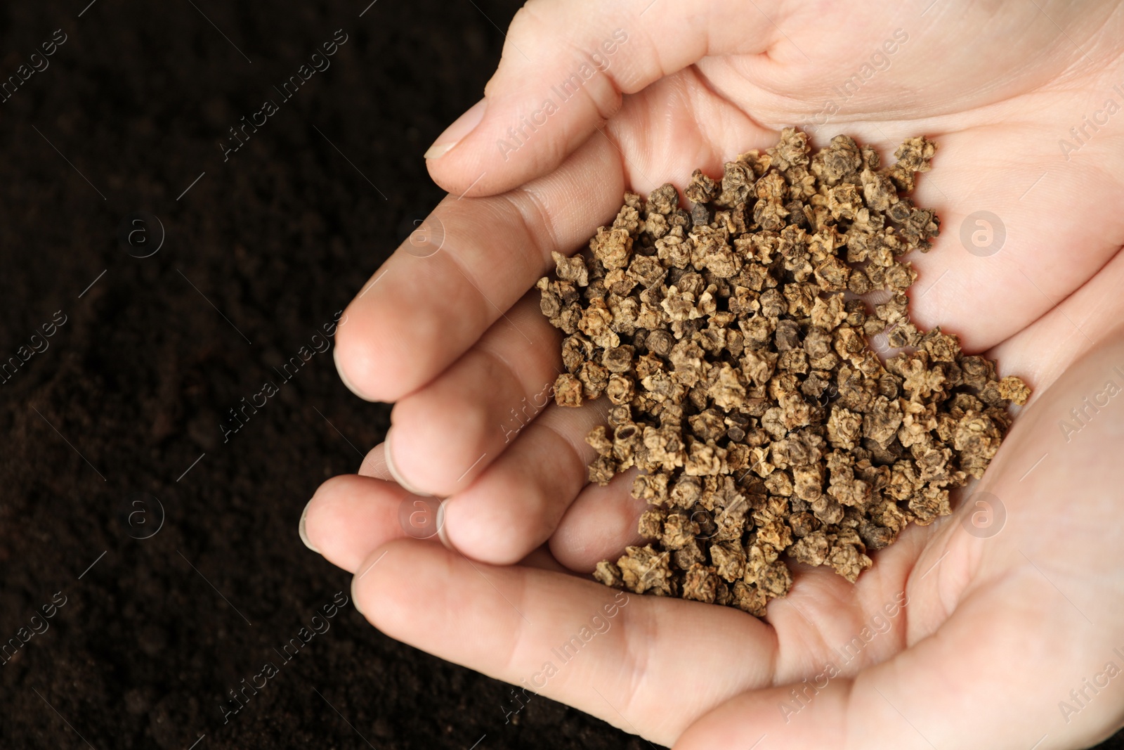 Photo of Woman holding pile of beet seeds over soil, top view. Vegetable planting