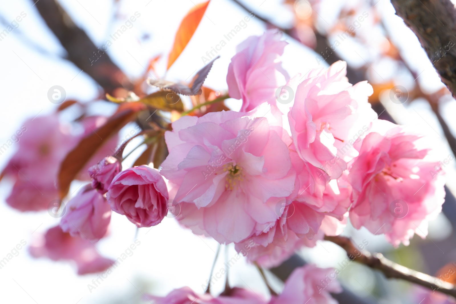 Photo of Closeup view of sakura tree with beautiful blossom outdoors. Japanese cherry