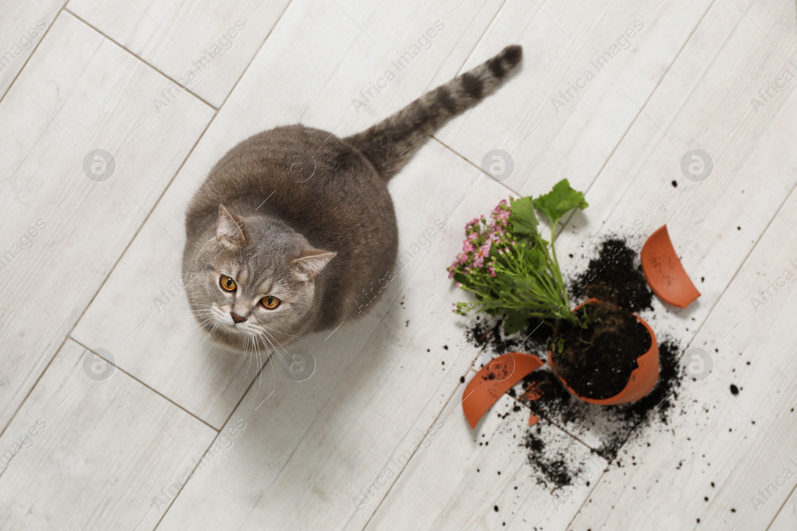 Photo of Cute cat and broken flower pot with cineraria plant on floor, top view