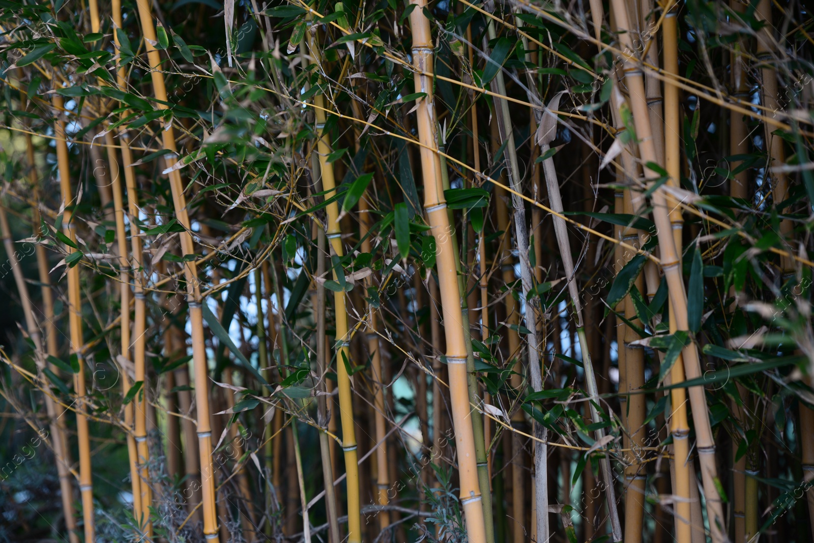 Photo of Beautiful bamboo plants with lush green leaves growing outdoors