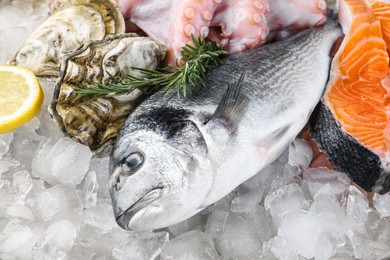 Photo of Fresh dorado fish, salmon, octopus and oysters on ice, closeup