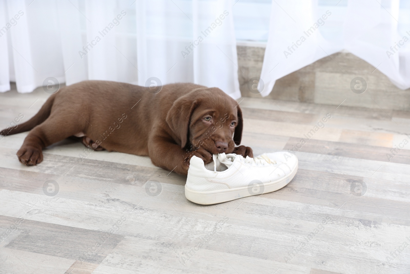 Photo of Chocolate Labrador Retriever puppy playing with sneaker on floor indoors