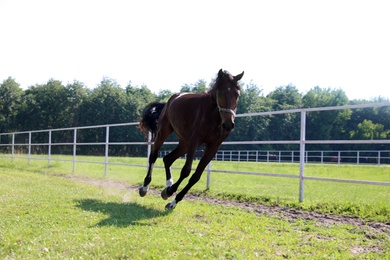 Photo of Dark bay horse in paddock on sunny day. Beautiful pet