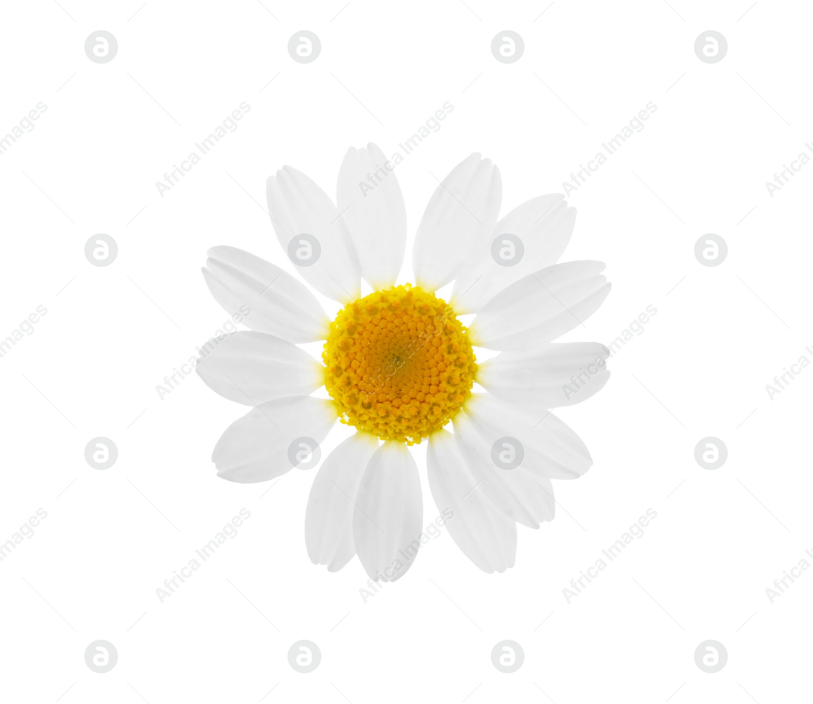 Photo of Blooming chamomile isolated on white. Beautiful flower