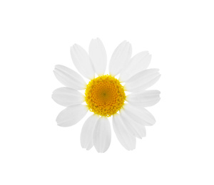 Photo of Blooming chamomile isolated on white. Beautiful flower