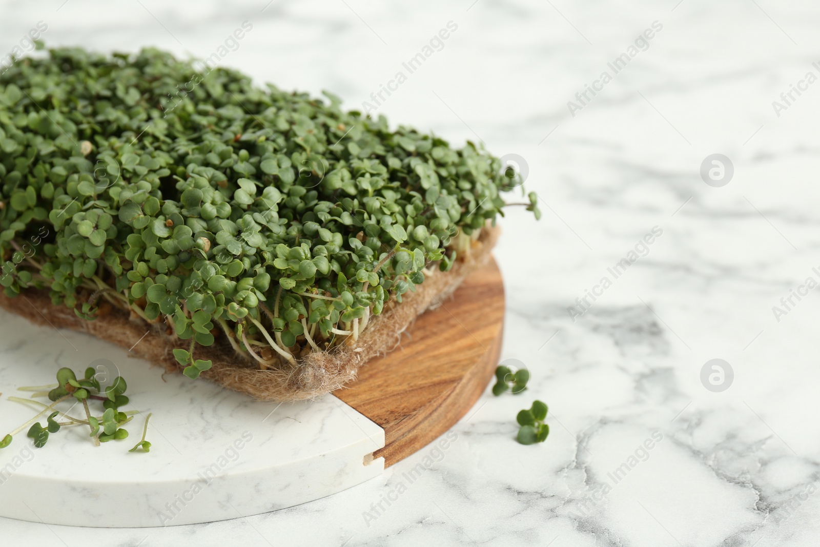 Photo of Fresh daikon radish microgreen on white marble table, space for text