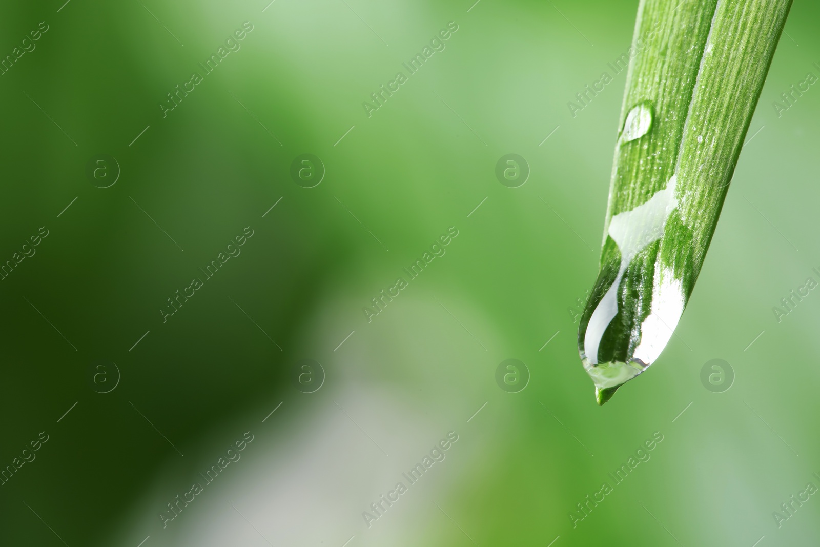 Photo of Water drops on green leaf against blurred background