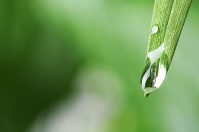 Photo of Water drops on green leaf against blurred background