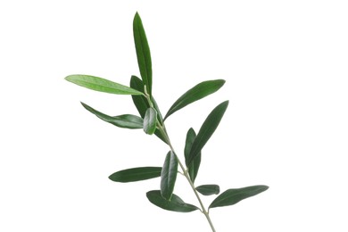 Photo of Olive twig with fresh green leaves isolated on white