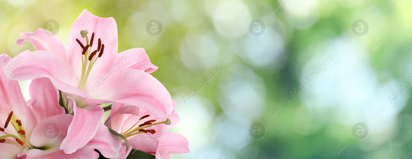 Image of Beautiful pink lily flowers outdoors on sunny day, space for text. Banner design