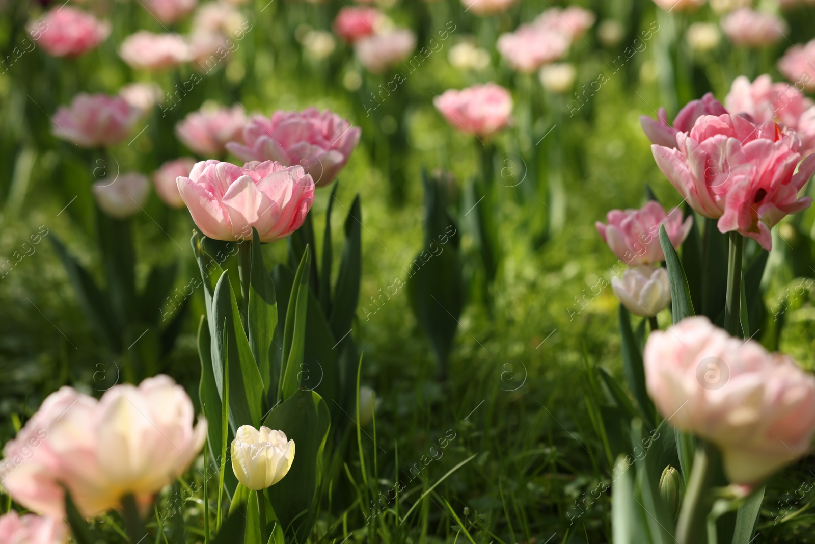 Photo of Beautiful pink tulips growing outdoors on sunny day