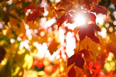 Photo of Tree branch with sunlit bright leaves in park, closeup. Autumn season