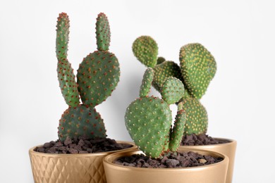 Many green beautiful cacti against white wall