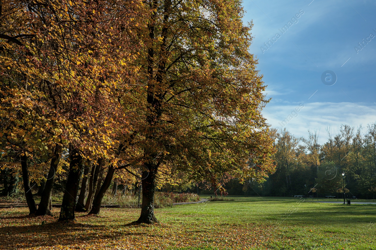 Photo of Picturesque view of park with beautiful trees. Autumn season