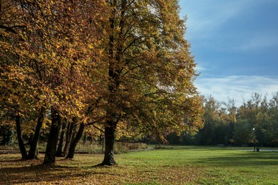 Photo of Picturesque view of park with beautiful trees. Autumn season