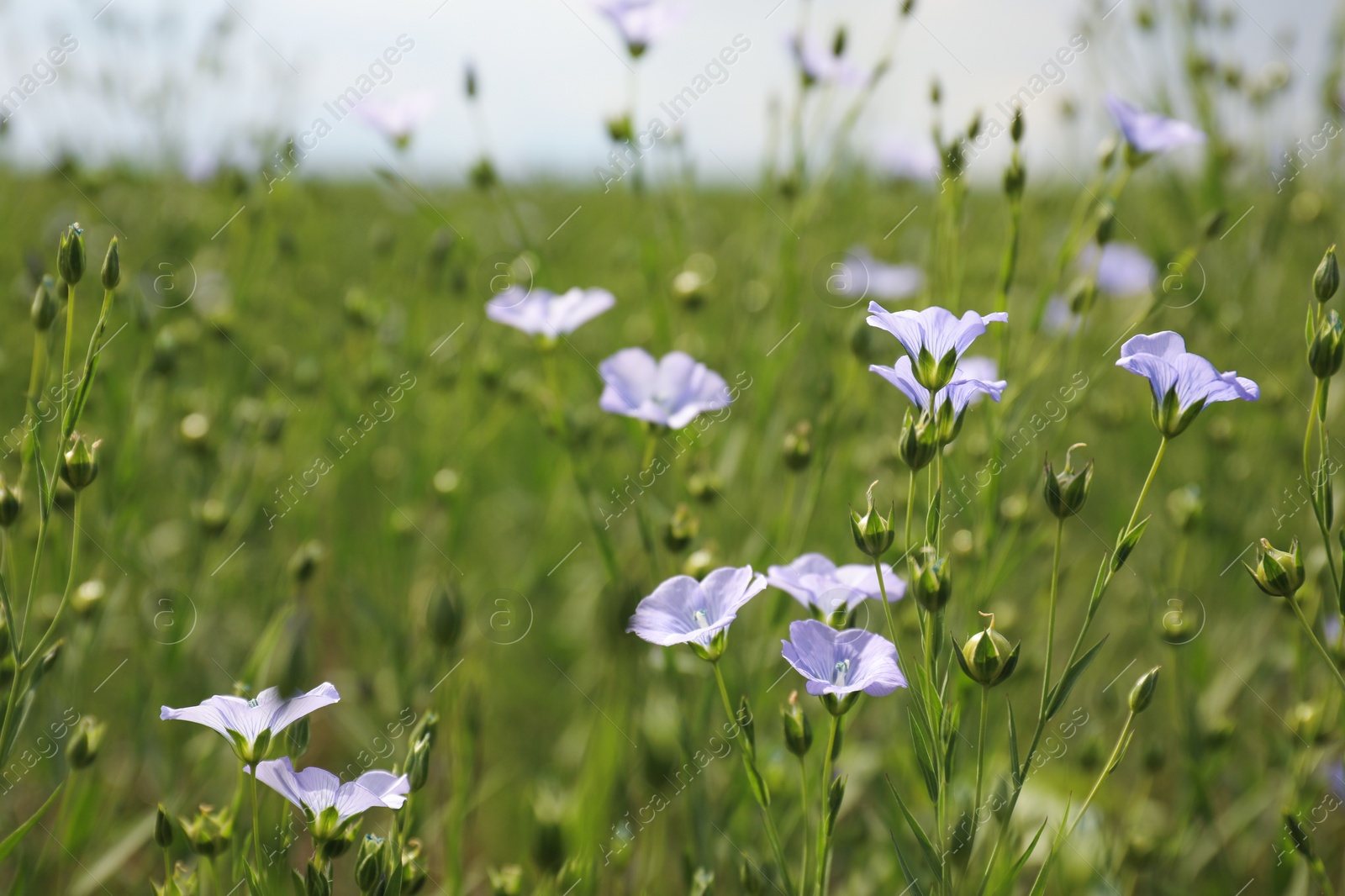 Photo of Closeup view of beautiful blooming flax field