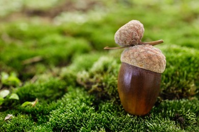 Acorn on green moss outdoors, closeup. Space for text