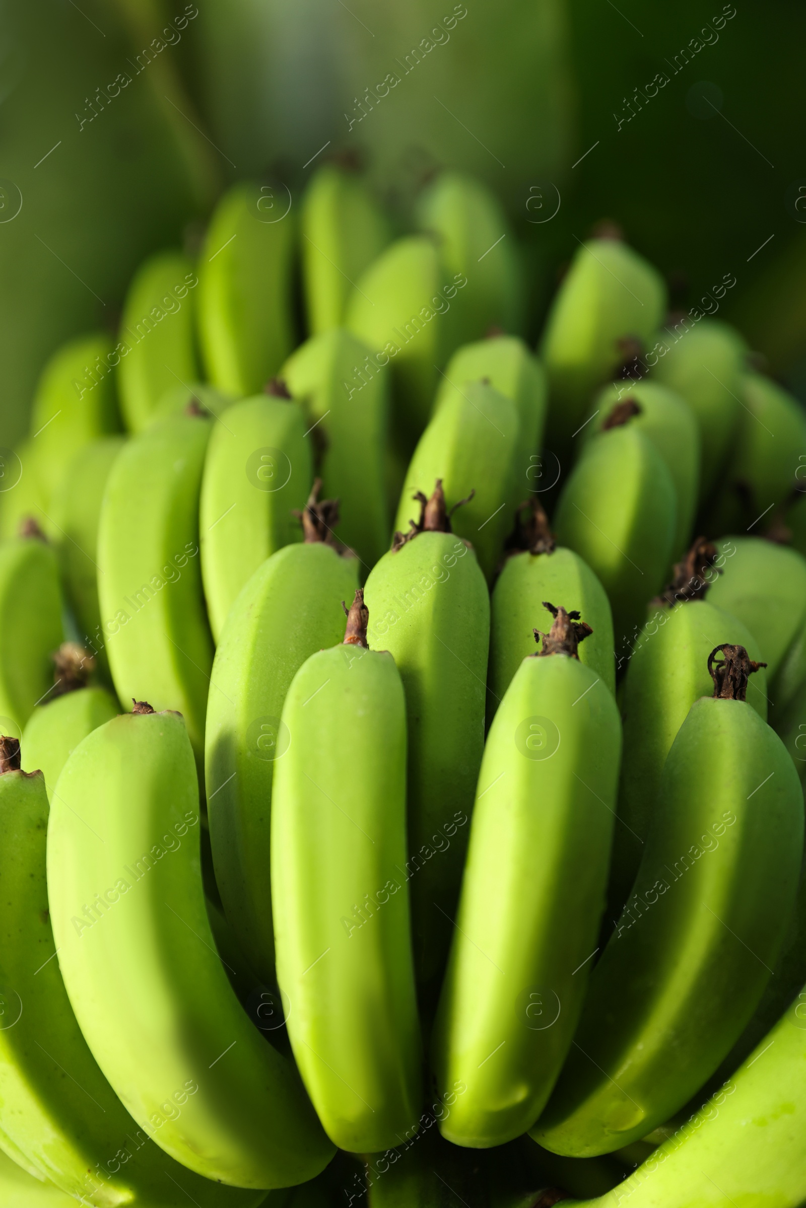 Photo of Unripe bananas growing on tree outdoors, low angle view