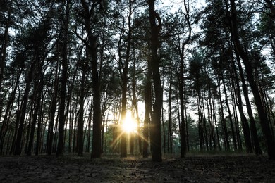 Beautiful view of sunset in conifer forest