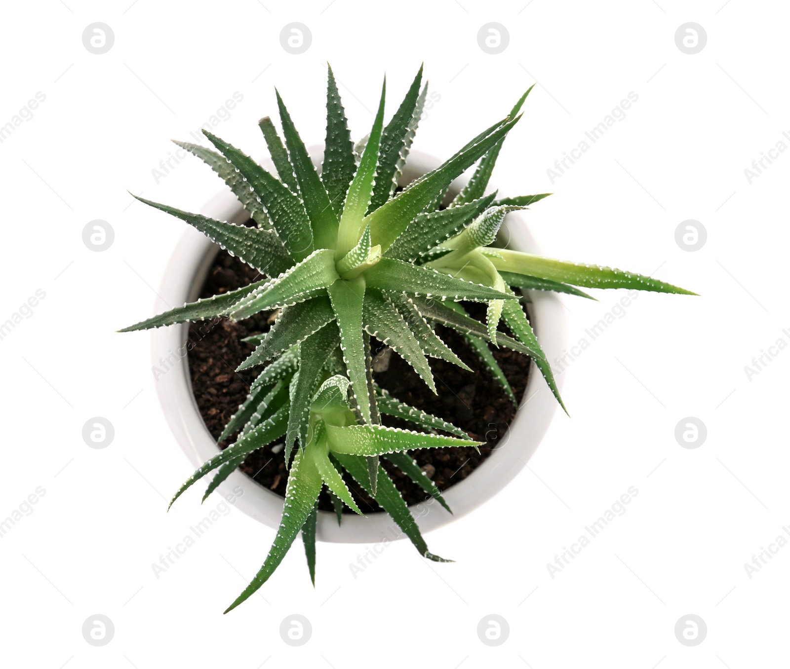 Photo of Flowerpot with aloe vera on white background, top view