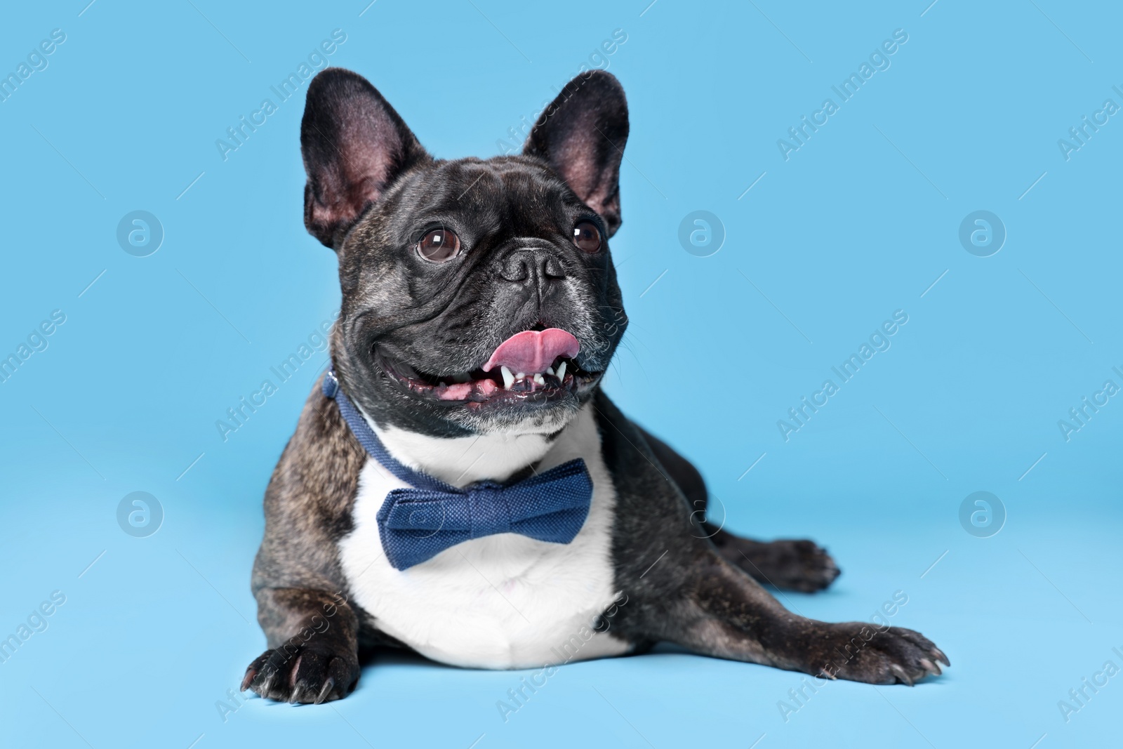 Photo of Adorable French Bulldog with bow tie on light blue background